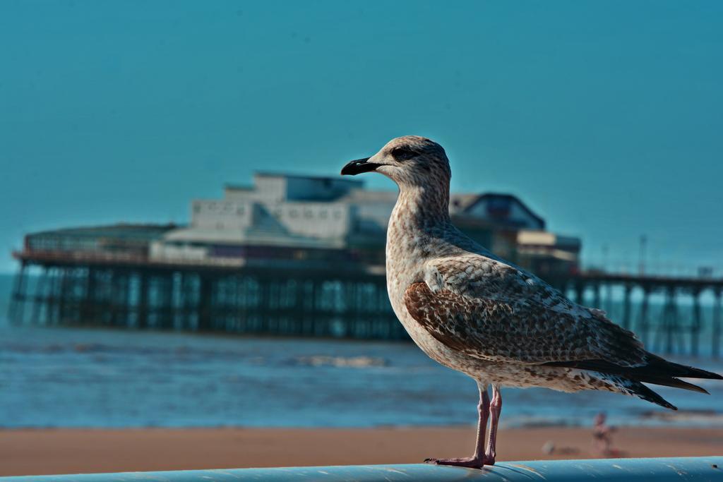 The Derby Hotel Blackpool Exteriör bild